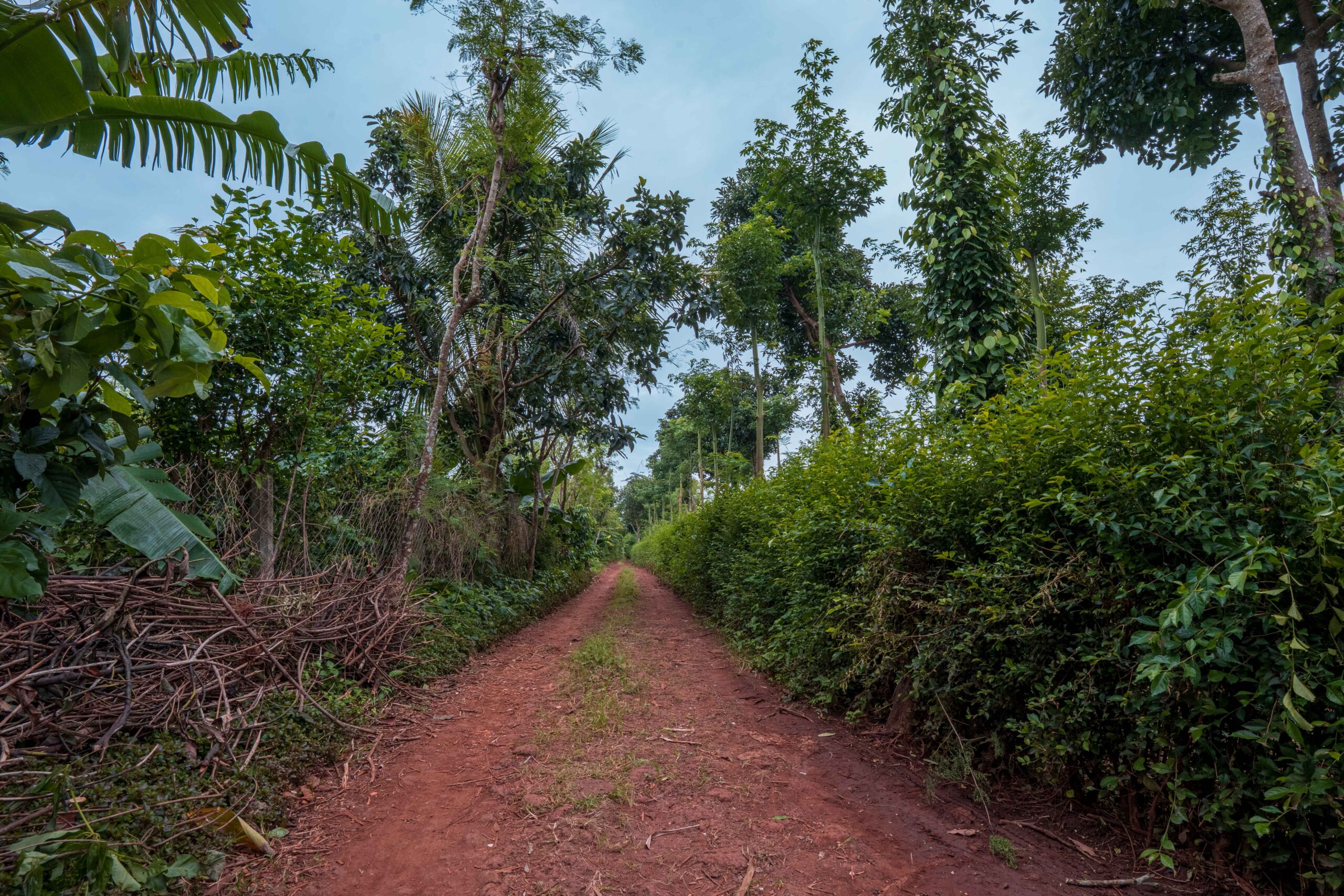 ANNA FOREST GARDEN