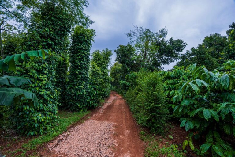 MẠNH ĐƯỜNG FARM