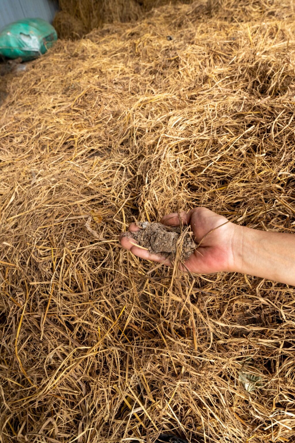 NICONICOYASAI FARM